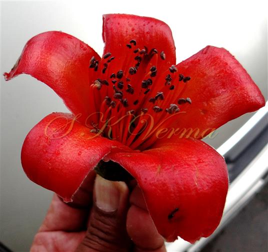 Flower